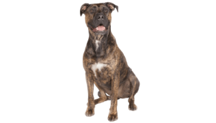 L’Alano Espagnol, un chien extraordinaire aux multiples capacités