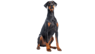 Le Dobermann, un chien aussi fort que sensible