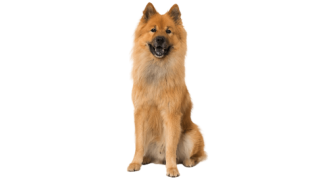L’Eurasier, un chien indépendant victime de clichés