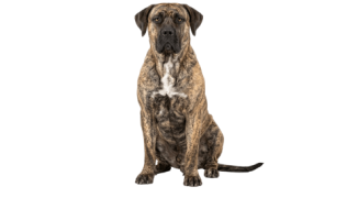 Le Presa Canario, un chien actif qui a besoin d’équilibre