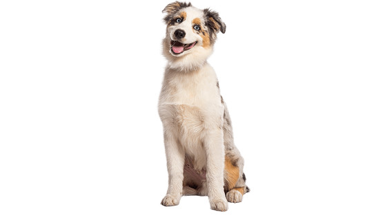 Le Berger Américain miniature : un petit chien qui a tout l’air d’un grand !