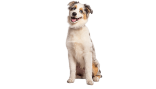 Le Berger Américain miniature : un petit chien qui a tout l’air d’un grand !