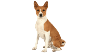 Le Basenji : un petit chien vif et espiègle