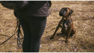 Un mauvais éducateur canin fait faire un "assis" à un chien Boxer dans un parc