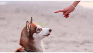 Une maîtresse apprend le pas bouger à son chien Pomsky