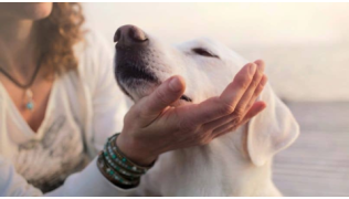 Un chien de race Labrador blanc fait un câlin avec sa maîtresse qui est un bon leader