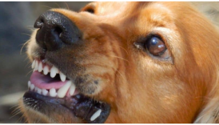 Un chien de race Golden Retriever agressif humains montre les dents et grogne sur quelqu'un