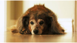 Un vieux chien épileptique est couché sur le sol dans sa maison