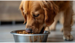 Un chien de race Golden Retriever mange dans sa gamelle
