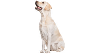 Le Labrador Retriever, un chien polyvalent victime de préjugés !