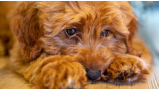 Un chien de race Caniche constipé est couché sur le sol avec un air triste