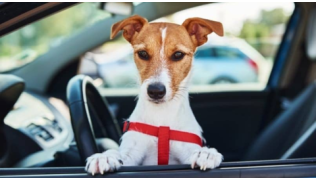 Un chien de race Jack Russell dressé à la fenêtre d'une voiture