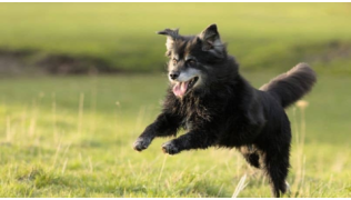 Un chien senior revient au pied de son maître en courant dans un pré