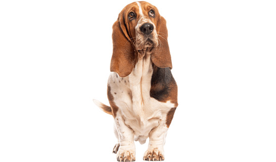 Le Basset Hound, un chien actif et très sociable