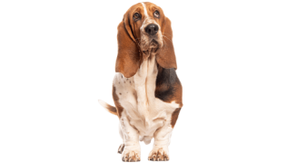 Le Basset Hound, un chien actif et très sociable