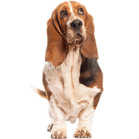 Le Basset Hound, un chien actif et très sociable