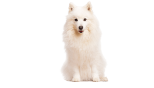 Le Spitz japonais, un chien de famille intelligent et actif