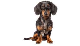 Le Teckel, un petit chien de chasse au caractère affirmé