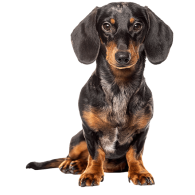 Le Teckel, un petit chien de chasse au caractère affirmé