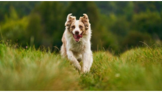 Un chien de race Berger Australien court pour revenir au pied de son maître