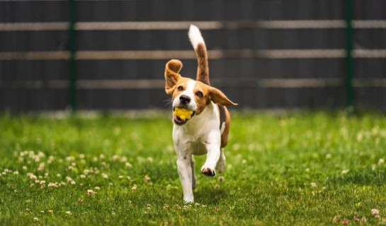 Un chien Beagle apprend le "Va chercher !" et ramène la balle à son maître