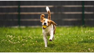 Un chien Beagle apprend le "Va chercher !" et ramène la balle à son maître