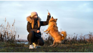 Un chien saute pour choper son jouet dans la main de sa maîtresse lors d'une balade
