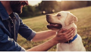 Un maître manipule son chien dans un champ au soleil couchant