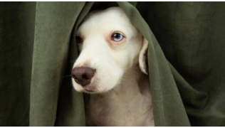 Un chien blanc angoissé se cache sous la nappe d'une table