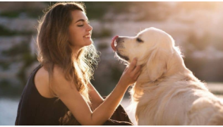 Une femme caresse son gros chien Golden Retriever