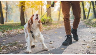 Un chien agressif en laisse marche avec son maître et aboie sur quelqu'un lors d'une balade dans un parc