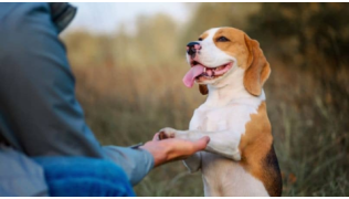 Un maître en train d'éduquer son chien de race Beagle lors d'une balade en nature