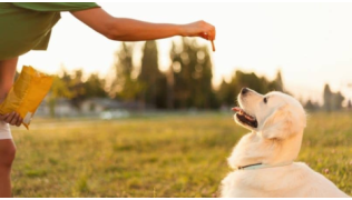Une maîtresse en train d'apprendre un ordre naturellement à son chien de race Labrador