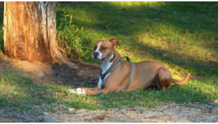 Un chien de race American Staff apprend le pas bouger à distance, couché sous un arbre