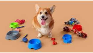 Un chien Corgi est assis au milieu d'accessoires pour chiens utilises : gamelles, cordes, balles, peignes...