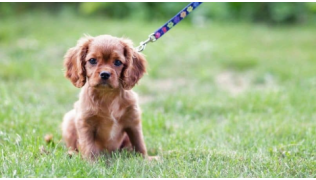 Un chiot Cocker, assis dans l'herbe avec une laisse à l'école du chiot