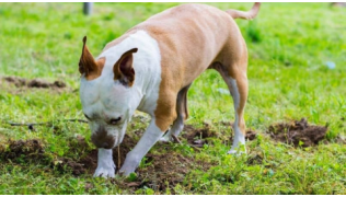 Un chien de refuge est en train de creuser un trou dans l'herbe pour enfouir quelque chose