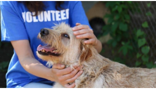 Un chien de refuge se fait caresser par un bénévole
