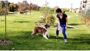 Une maîtresse surprend son chien Berger Australien avec des exercices variés au frisbee