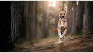 Un chien qui n'a pas de rappel court dans la forêt
