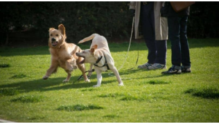 Deux chiens jouent dans les jambes de leurs maîtres dans un parc