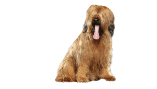 Le Briard, un chien de berger intelligent aux multiples aptitudes