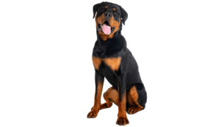 Le Rottweiler, un chien puissant au tempérament énergique !
