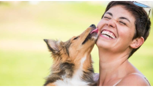 Une femme fait un câlin avec son chien de race Berger des Shetlands qui lui lèche le visage