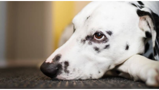 Un chien Dalmatien est couché avec un regard d'ennuie sur un tapis