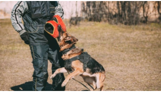 Un chien de race Berger Allemand pratique un sport de mordant avec son maître et une manchette