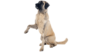 Le Kangal, un chien de berger pour un maître leader