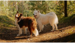 Deux chiens, un Border Collie et un Samoyède, sur un sentier en forêt pendant une balade canine