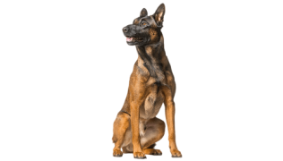 Le Malinois, un chien actif et pertinent !