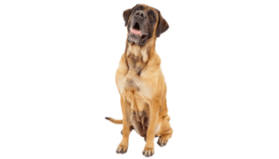 Le Mastiff, un chien très sensible